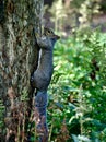 An Eastern Squirrel #4