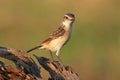 Eastern Stonechat Saxicola stejnegeri Beautiful Female Birds of Thailand