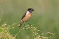 Eastern Stonechat Saxicola stejnegeri Beautiful Male Birds of Thailand