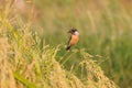 Eastern Stonechat Saxicola stejnegeri Beautiful Male Birds of Thailand perching on the rice field