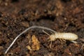 Eastern Subterranean Termite Nymph - Reticulitermes flavipes