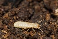 Eastern Subterranean Termite Nymph - Reticulitermes flavipes