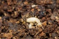 Eastern Subterranean Termite - Reticulitermes flavipes