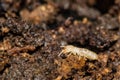 Eastern Subterranean Termite - Reticulitermes flavipes