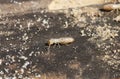 eastern subterranean termite - Reticulitermes flavipes - the most common termite found in North America and are the most