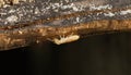 eastern subterranean termite - Reticulitermes flavipes - the most common termite found in North America and are the most