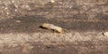 eastern subterranean termite - Reticulitermes flavipes - the most common termite found in North America and are the most