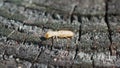 eastern subterranean termite - Reticulitermes flavipes - the most common termite found in North America and are the most