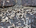 Eastern subterranean termites, Winged termites, Reticulitermes flavipes Royalty Free Stock Photo