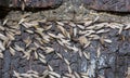 Eastern subterranean termites, Winged termites, Reticulitermes flavipes Royalty Free Stock Photo