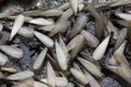 Eastern subterranean termites, Winged termites, Reticulitermes flavipes