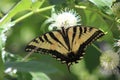 A swallowtail butterfly having some lunch. Royalty Free Stock Photo