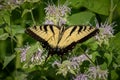 Eastern Swallowtail on a bush full of flowers Royalty Free Stock Photo