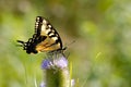 Tiger Swallowtail Feeding with Proboscis