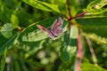 Eastern tailed blue butterfly, Cupido comyntas, on green plant