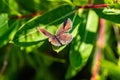 Eastern tailed blue butterfly, Cupido comyntas, on green plant