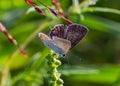 Eastern tailed blue butterfly, Cupido comyntas, on green plant