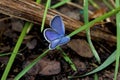 Eastern Tailed Blue 800440