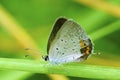 Eastern Tailed Blue Butterfly Female 39819