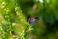 Eastern tailed blue butterfly on green plant with blurred background Royalty Free Stock Photo