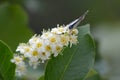 An Eastern-tailed Blue Butterfly perched on chokecherry flowers Royalty Free Stock Photo