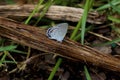 Eastern Tailed Blue 800441