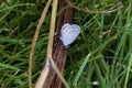 Eastern Tailed Blue 800443