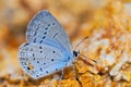 Eastern Tailed Blue Cupido comyntas