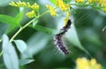 Eastern tent caterpillar feeding on plant Royalty Free Stock Photo