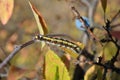 Eastern Tent caterpillar hairy with red and white spots crawling on twig top view Royalty Free Stock Photo