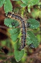 Eastern tent caterpillar (Malacosoma americanum) Royalty Free Stock Photo