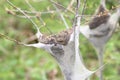 Eastern tent Caterpillar Malacosoma americanum Royalty Free Stock Photo