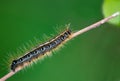 An eastern tent caterpillar climbing up a stick Royalty Free Stock Photo