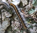 Eastern Tent Caterpillar Royalty Free Stock Photo