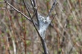 Eastern Tent Caterpillar -Malacosoma americanum Royalty Free Stock Photo