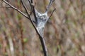 Eastern Tent Caterpillar -Malacosoma americanum Royalty Free Stock Photo