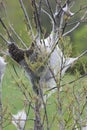 Eastern tent Caterpillar Malacosoma americanum outside of Nest Royalty Free Stock Photo