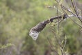 Eastern tent Caterpillar Malacosoma americanum outside of Nest Royalty Free Stock Photo