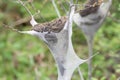 Eastern tent Caterpillar (Malacosoma americanum) Royalty Free Stock Photo