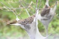 Eastern tent Caterpillar Malacosoma americanum Royalty Free Stock Photo