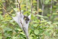 Eastern tent Caterpillar Malacosoma americanum