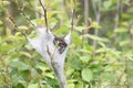 Eastern tent Caterpillar Malacosoma americanum Royalty Free Stock Photo