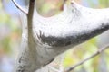 Eastern tent Caterpillar (Malacosoma americanum) Royalty Free Stock Photo
