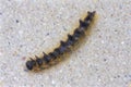 Eastern Tent Caterpillar Plays Dead 807206