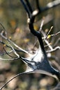 Eastern Tent Caterpillars Royalty Free Stock Photo