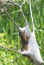 Eastern tent Caterpillar Malacosoma americanum Royalty Free Stock Photo