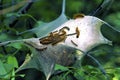 Eastern Tent Caterpillars 43883