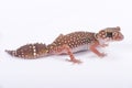 Eastern thick-tailed gecko, Underwoodisaurus husbandi