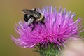 Eastern Thistle Longhorn - Melissodes desponsus Royalty Free Stock Photo