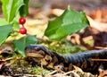 Eastern Tiger Salamander Royalty Free Stock Photo